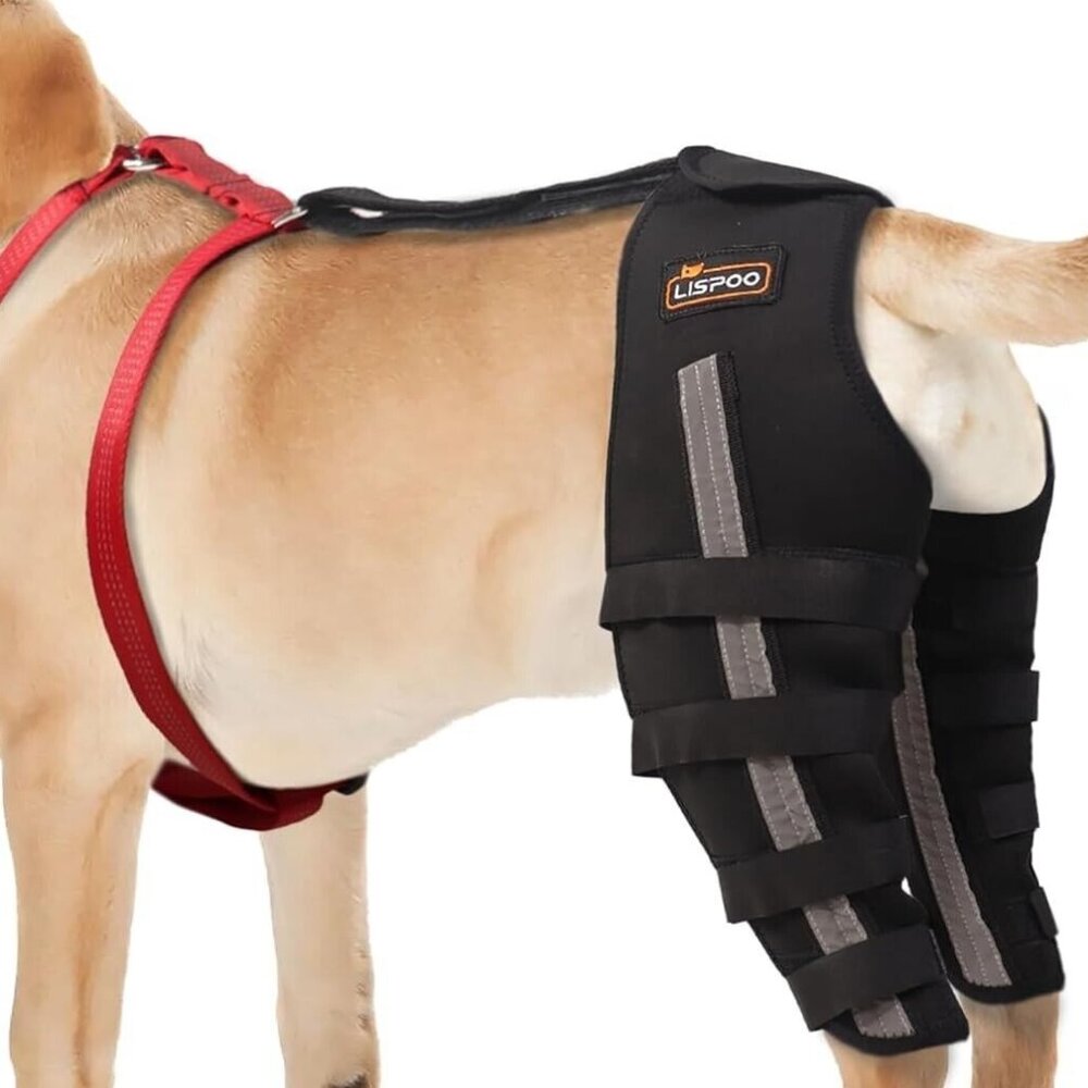 Lispoo Hind Leg Brace for Dog (Medium)